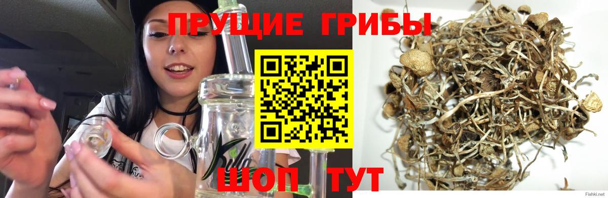 Миасс  Галлюциногенные грибы Psilocybe  Вход с VPN 